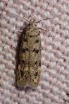 Bryotropha domestica