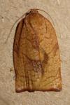 Cacoecimorpha pronubana