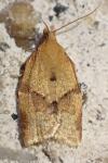 Clepsis consimilana