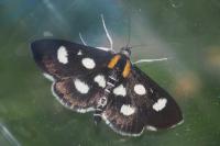 Anania funebris