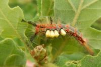 Orgyia antiqua