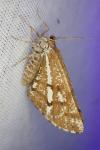Bupalus piniaria
