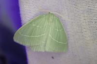 Hemistola chrysoprasaria