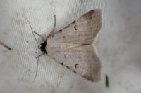 Lygephila craccae