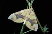 Cidaria fulvata