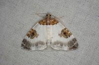 Plemyria rubiginata