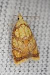 Acleris bergmanniana