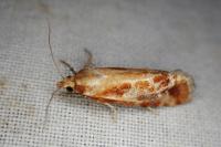 Rhyacionia pinicolana