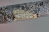 Isotrias stramentana