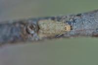 Isotrias stramentana