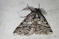 Lycia hirtaria