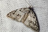 Nola cicatricalis