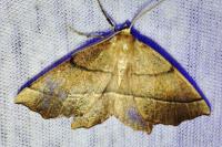 Gerinia honoraria