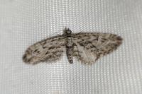 Eupithecia oxycedrata