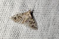 Alucita hexadactyla