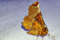 Selenia lunularia