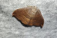 Watsonalla uncinula