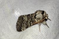 Drymonia ruficornis