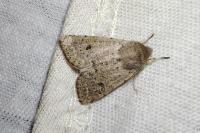 Orthosia cruda