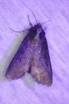 Peridroma saucia