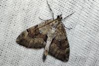 Thera variata