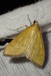 Mecyna lutealis