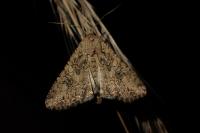 Anarta trifolii