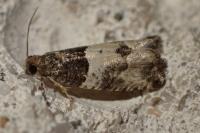 Spilonota ocellana