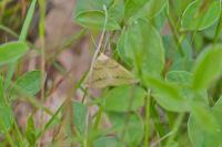 Aspitates ochrearia