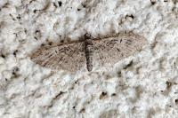 Eupithecia dodoneata