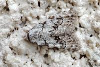 Nola confusalis