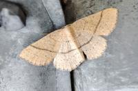 Cyclophora ruficiliaria