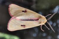 Diacrisia sannio