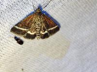 Loxostege fascialis