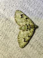 Chloroclystis v-ata