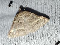 Perigune narbonea