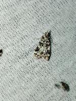Eudonia delunella