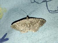 Cataclysme riguata