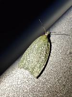 Tortrix viridana