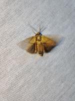 Apoda limacodes