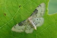 Idaea filicata