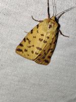 Diacrisia purpurata