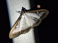 Cydalima perspectalis