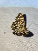 Chiasmia clathrata