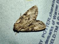 Lacanobia w-latinum