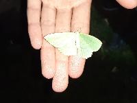 Geometra papilionaria