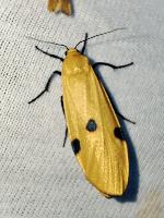 Lithosia quadra