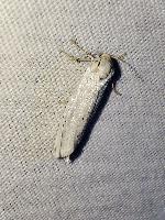 Coscinia cribraria