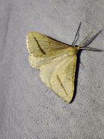 Aspitates gilvaria