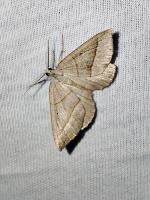 Scotopteryx luridata